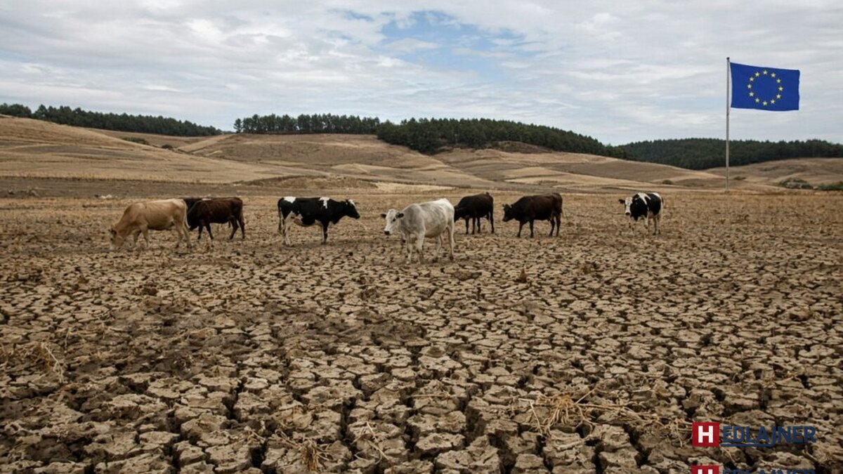 V4 žiada EÚ o zásah: Sucho a mliečna kríza tlačia farmárov na kolená