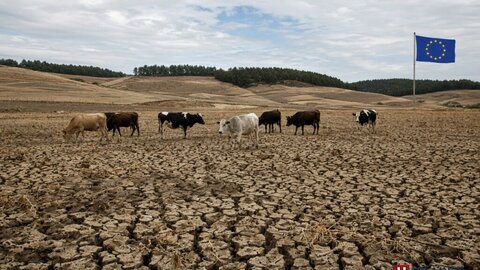 V4 žiada EÚ o zásah: Sucho a mliečná kríza tlačia farmárov na kolená